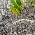 White Mangrove