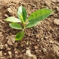 African Mahogany