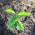 Formally Verified Tree