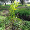 Arancio