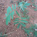 Tephrosia