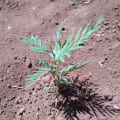 Grevillea