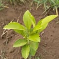 Limón