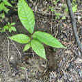 Cacao