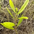 Acacia Mangium