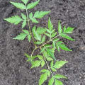 Neem