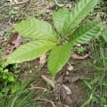 Cacao