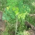 Moringa