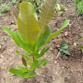 Anacardier