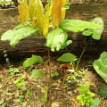 Cacao