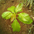 Aguacate