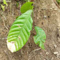 Cacao