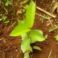 Guava