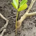 Mangrovia Rossa