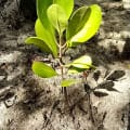 Mangrove Blanche