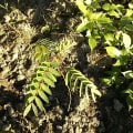 Cassia