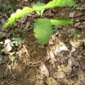 ALBERO DEI MICI DI CATERINA