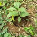 Cacao