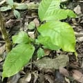 Cacao