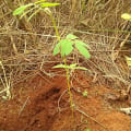 Tephrosia