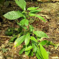 Cacao