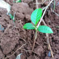 Mertim