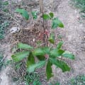 Niko's Longan-Baum