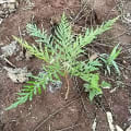 Grevillea