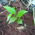 Markhamia