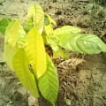 Cacao