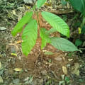 Cacaotier