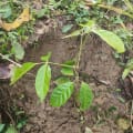Caoba