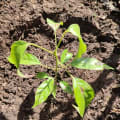 Caoba