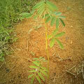 Tephrosia