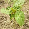 Tamarillo