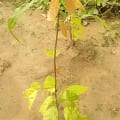 Cacao
