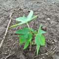 Papaya