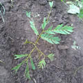 Albizia
