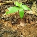 Cacao