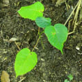 Albero Dinamite