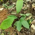 Cacao