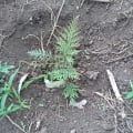 Grevillea