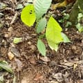 Cacao