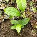 Cacao