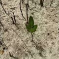 Black Mangrove