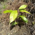Cacao