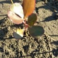 Weiße Mangrove