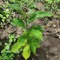 Aguacate