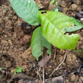 Cacao