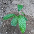 Caoba